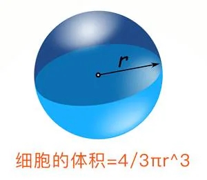 细胞体积与半径立方成正比：4/3πr³