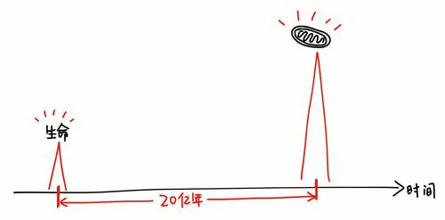 生命出现到线粒体能量革命相隔20亿年的时间线