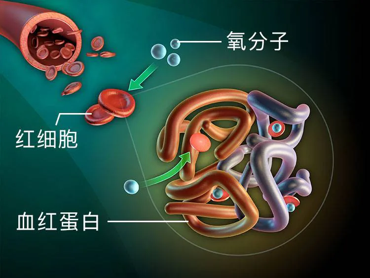 红细胞中血红蛋白结合氧分子的示意