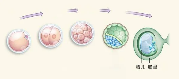 受精卵分裂、胎盘与胎儿分化的顺序图