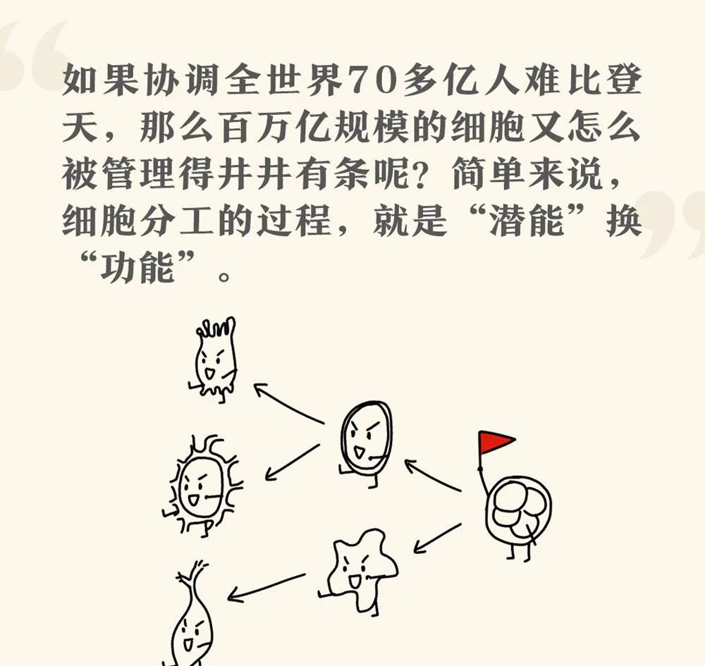 细胞分工的潜能与功能：细胞命运逐步分支示意