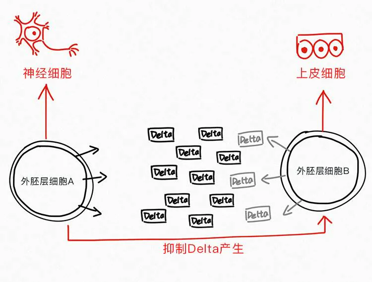 Delta信号互相抑制，影响外胚层细胞成为神经或上皮细胞