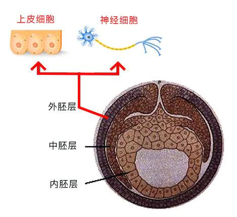 外胚层细胞分化为上皮细胞与神经细胞