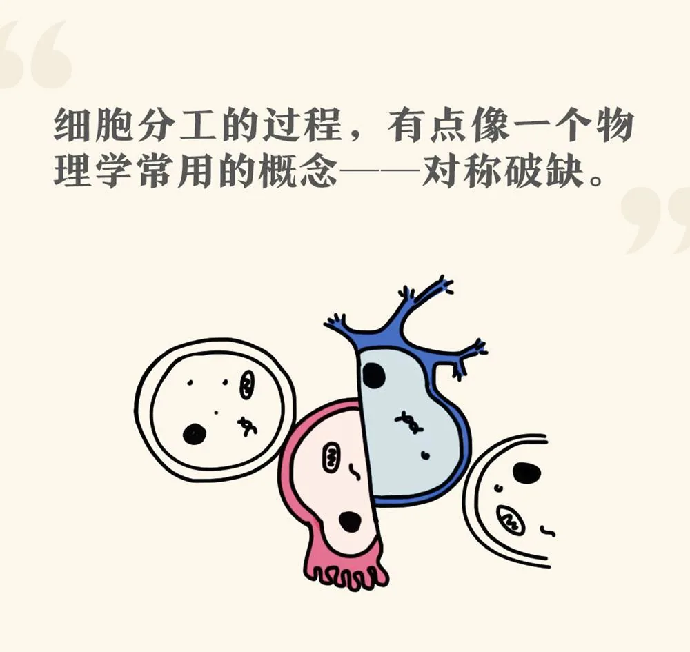 细胞分工中的对称破缺：相同细胞产生不同形态