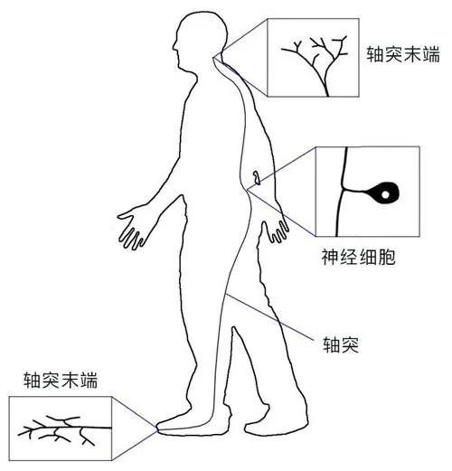 神经细胞的长轴突连接身体不同位置