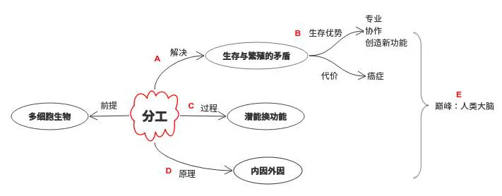 细胞分工模块回顾：矛盾、优势、潜能、内外因与人类大脑