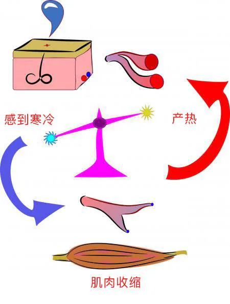 寒冷感觉经神经回路引起肌肉收缩产热
