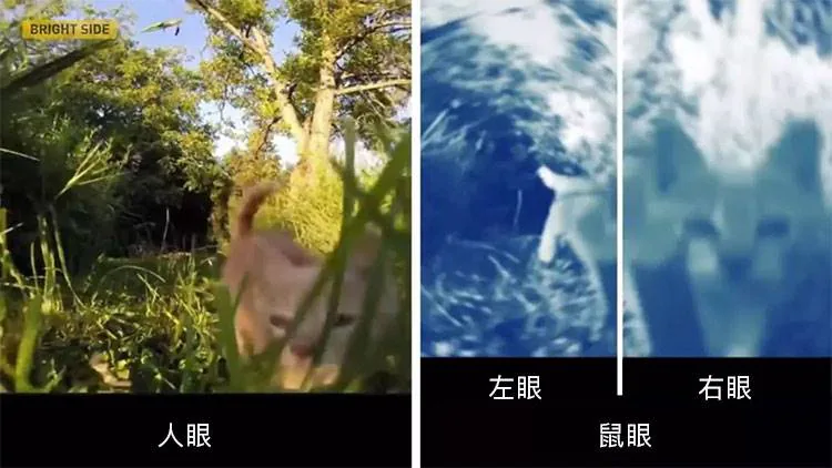 同一景象在人眼与鼠左右眼中的差异示意