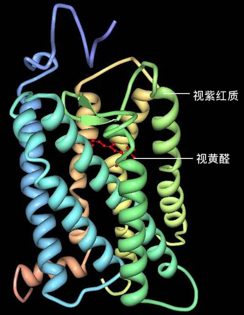 视紫红质蛋白与视黄醛分子结构模型