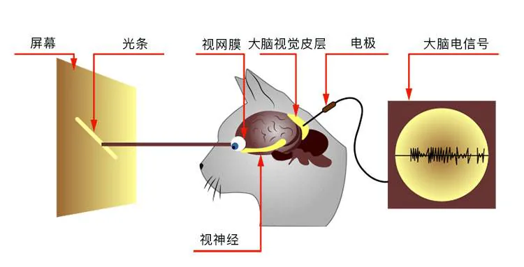 光条刺激猫眼并用电极记录视觉皮层信号的实验