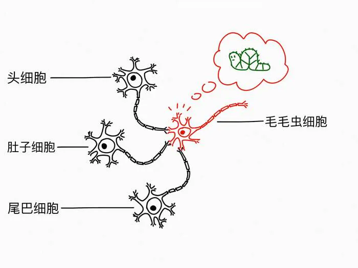 头、肚子、尾巴三路细胞信号共同激活毛毛虫细胞的模型