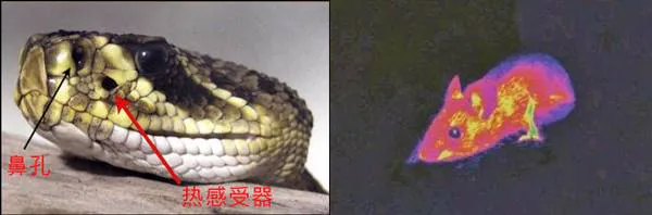 蛇鼻孔与热感受器位置及红外猎物影像