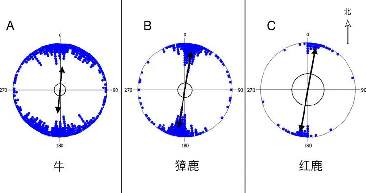 牛、獐鹿、红鹿身体朝向的角度分布