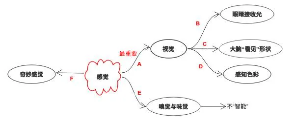 感觉模块回顾：视觉感光、形状、色彩与其他感觉