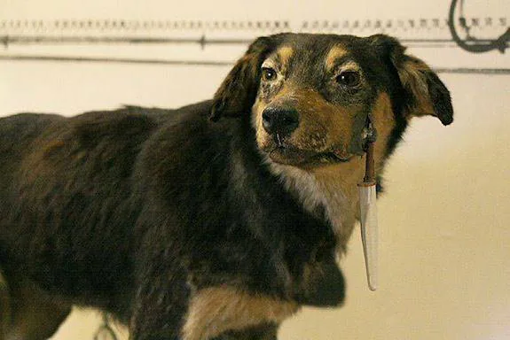 巴甫洛夫实验犬标本与唾液导管