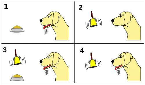 食物、铃声配对训练及条件反射的四步对照