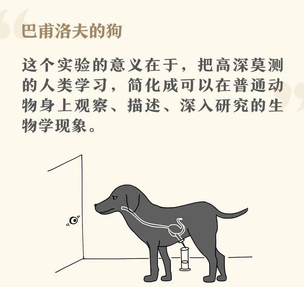 巴甫洛夫的狗:通过收集唾液观察学习的实验示意