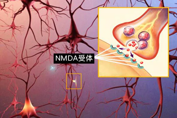突触局部放大及NMDA受体的位置