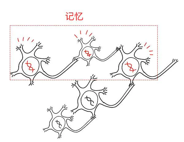 同时活动的神经细胞中基因标记与记忆的示意