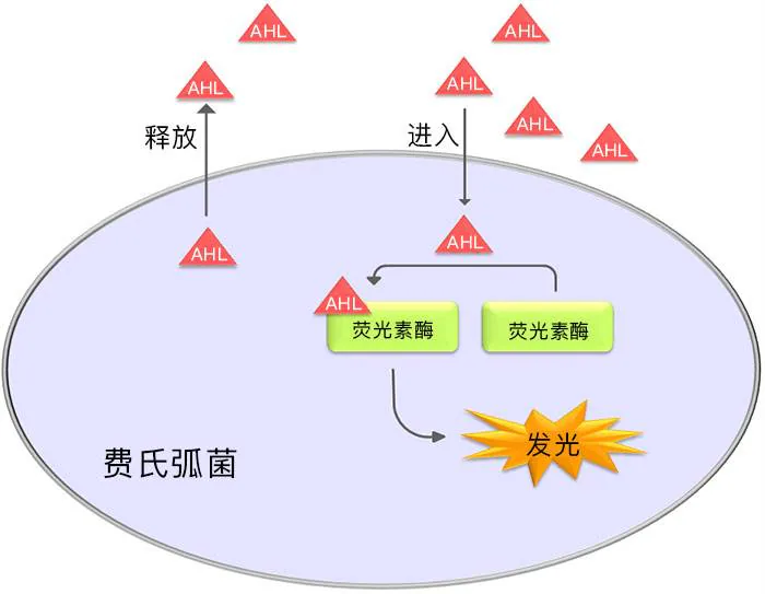 费氏弧菌释放和接收AHL，促成荧光素酶产生与发光
