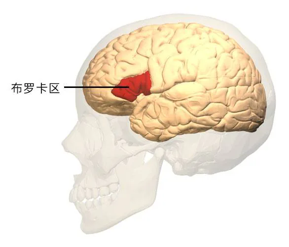 大脑布罗卡区的位置