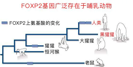 哺乳动物进化树中FOXP2氨基酸变化示意