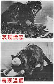电极刺激下猫的愤怒与温顺表现对照
