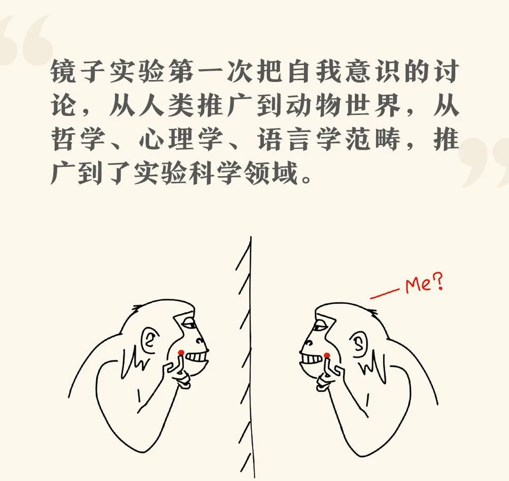 镜子实验：黑猩猩识别自己面部红点的示意
