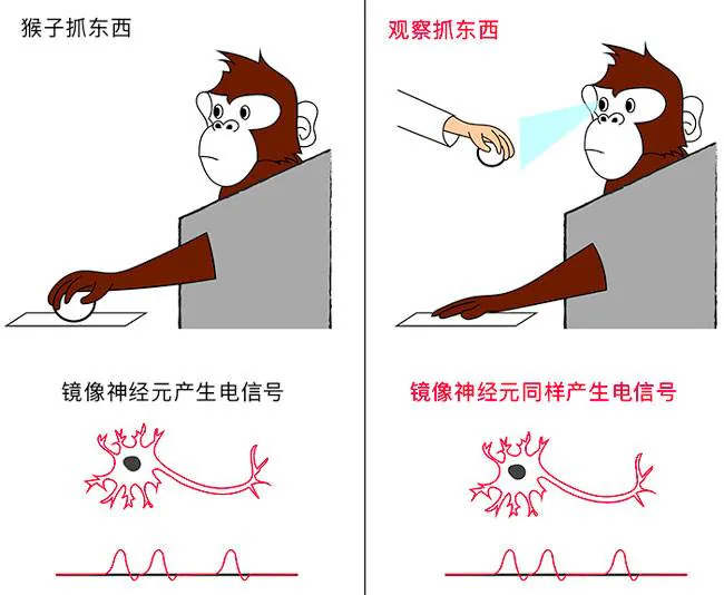 猴子自己抓取与观察抓取时镜像神经元的电信号对照