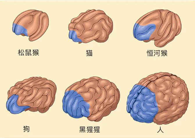 松鼠猴、猫、恒河猴、狗、黑猩猩与人的前额叶区域比较