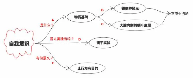 自我意识模块回顾:物质基础、镜子实验和意义