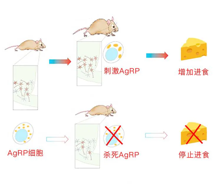 刺激AgRP细胞增加进食、杀死AgRP细胞停止进食的实验对照