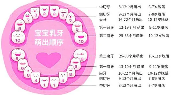 乳牙萌出顺序