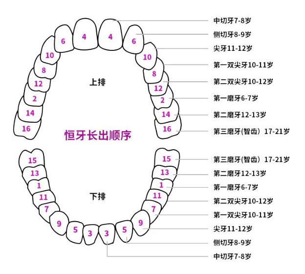 恒牙萌出顺序示意图