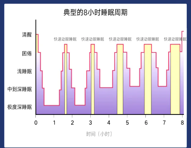 典型的8小时睡眠周期