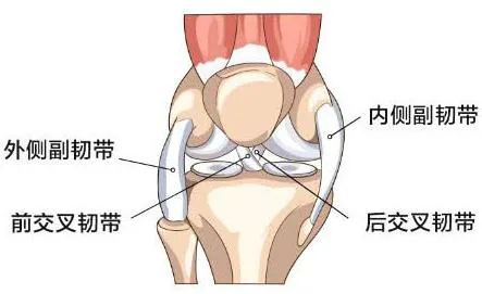 膝关节外侧副、内侧副、前交叉和后交叉韧带示意图
