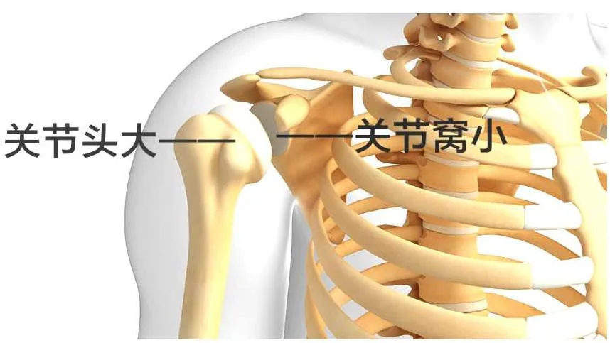 肩关节头大、关节窝小的原讲示意图