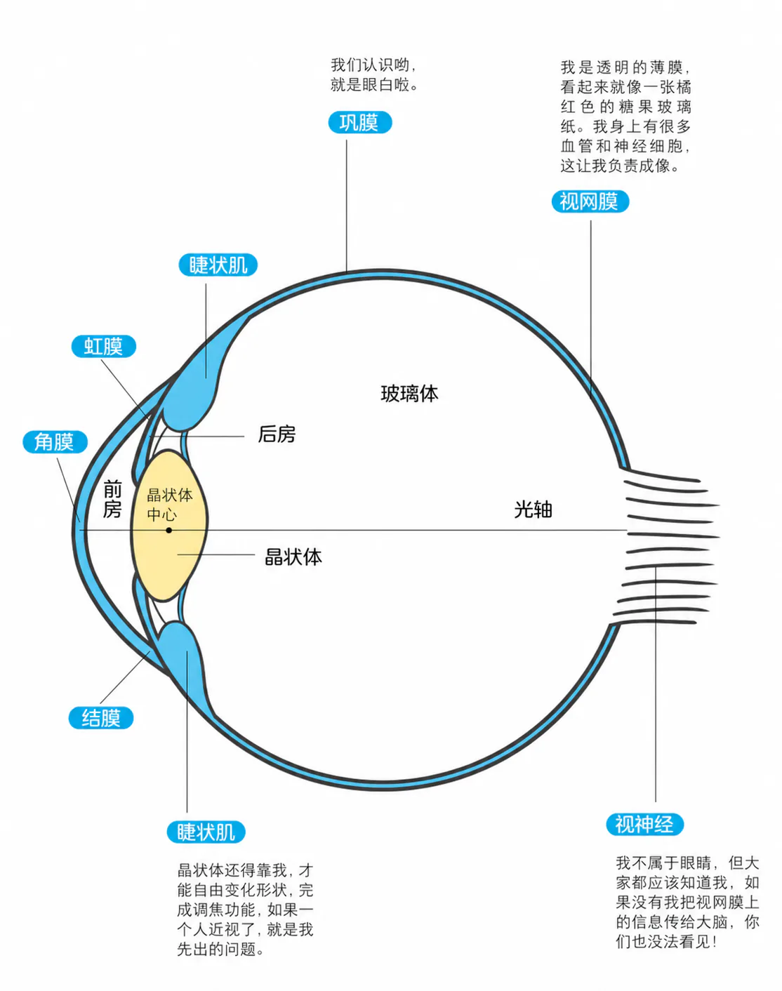眼球剖面结构图,晶状体区域以黄色标出